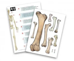 Buki Esqueleto 45 cm^Niños Juguetes Niños 8 Años