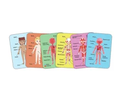Niños Hape Puzzle Magnético del Cuerpo Humano